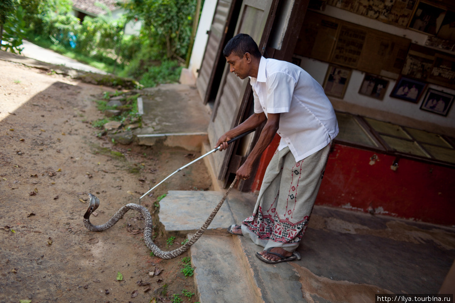 Насекомые шри ланки. Шри Ланка змеи. Шри Ланка змеи в отеле. Змея на Шри Ланке. Змеи Шри Ланки фото.