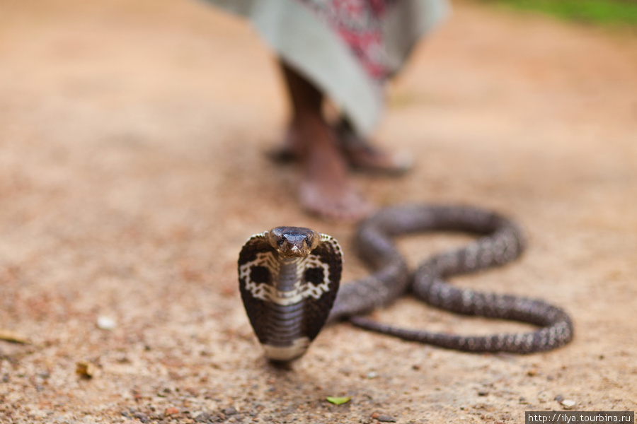 Ядовитые змеи шри ланки фото и описание