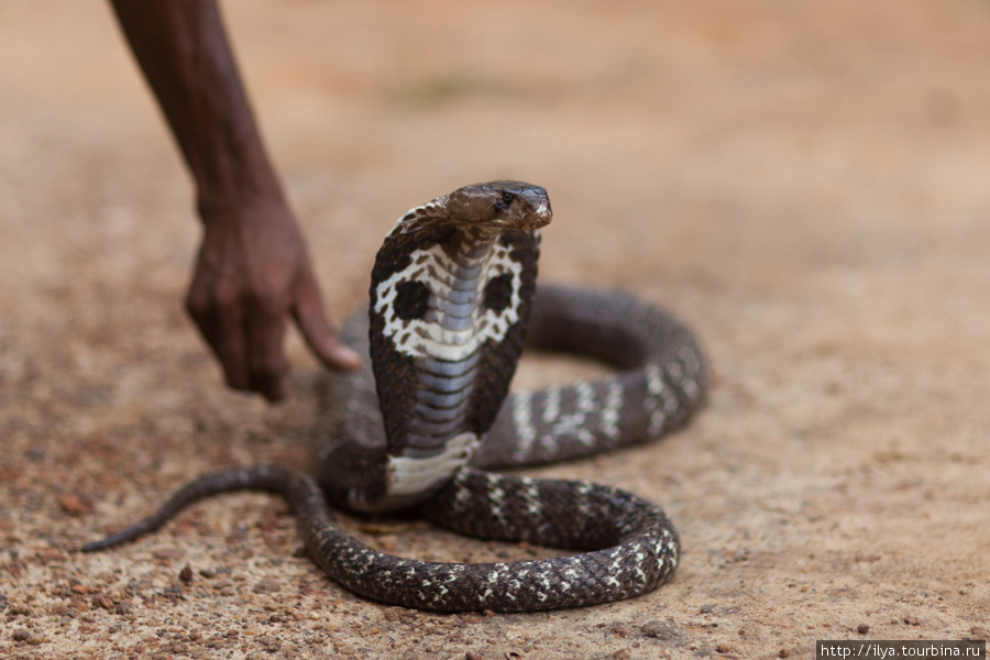 Ядовитые змеи шри ланки фото и описание