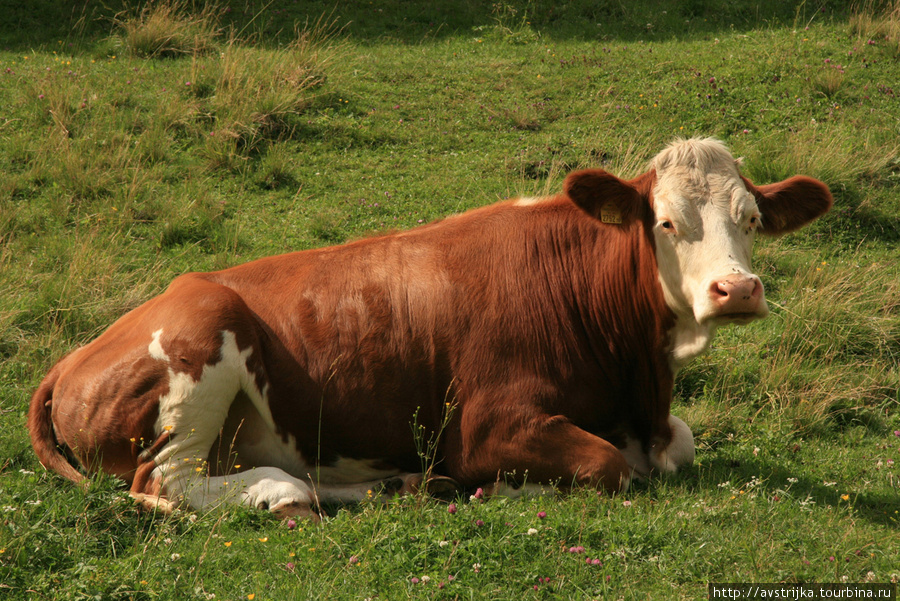 Коровы из рекламы Milka Земля Зальцбург, Австрия