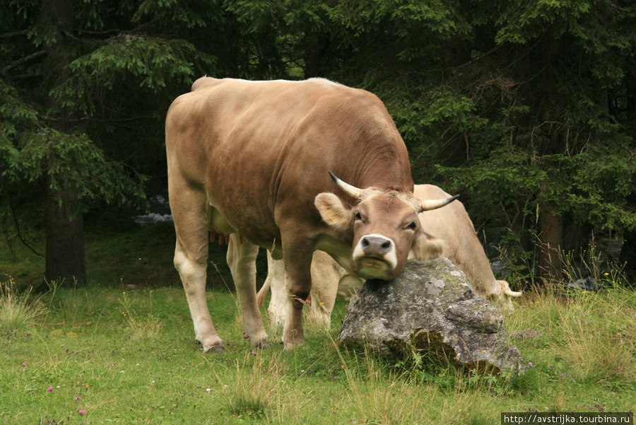 Коровы из рекламы Milka Земля Зальцбург, Австрия