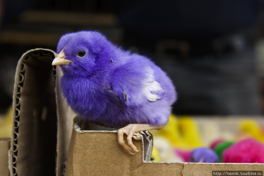 Фиолетовый цыплёнок :-) Иран
