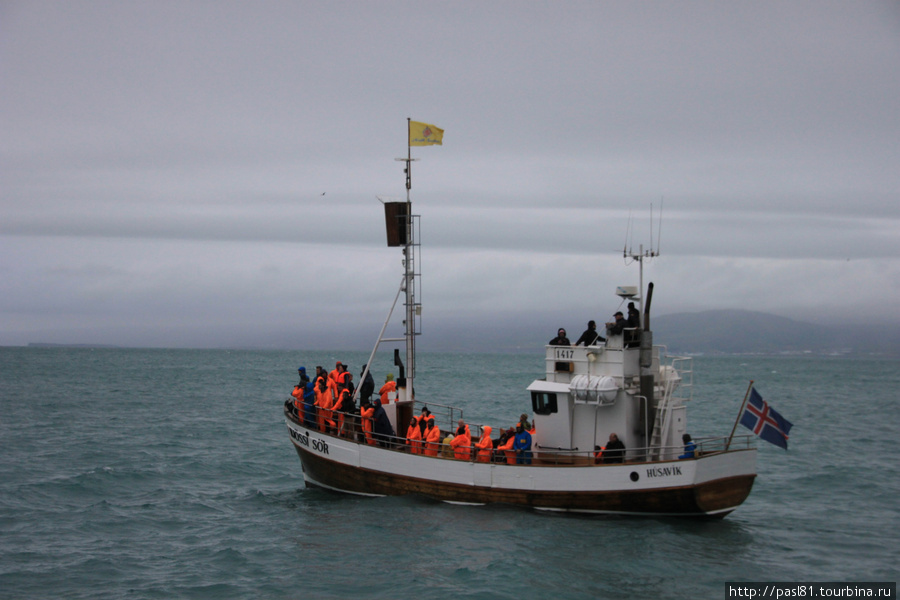 Наблюдение за китами Хусавик, Исландия