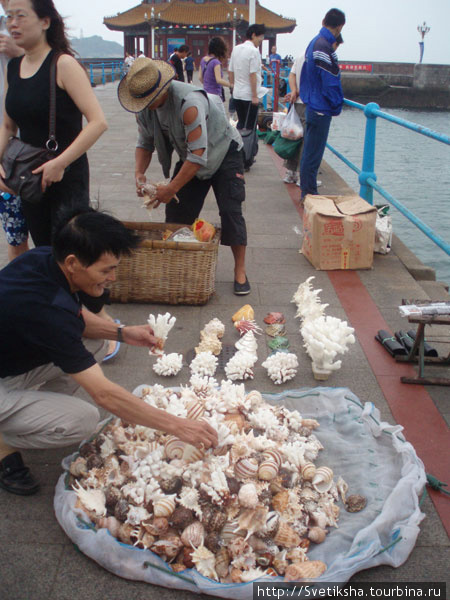 Медуза как сковородка на берегу Желтого моря Циндао, Китай