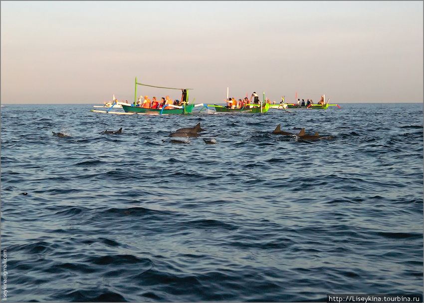 В погоне за дельфинами Бали, Индонезия