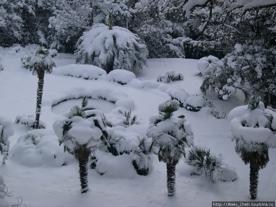 Пальмы в снегу Никита, Россия