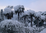 Пальмы под снежным покровом