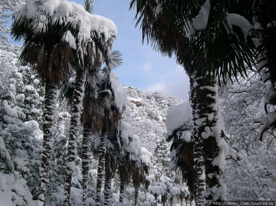 Пальмы в снегу Никита, Россия