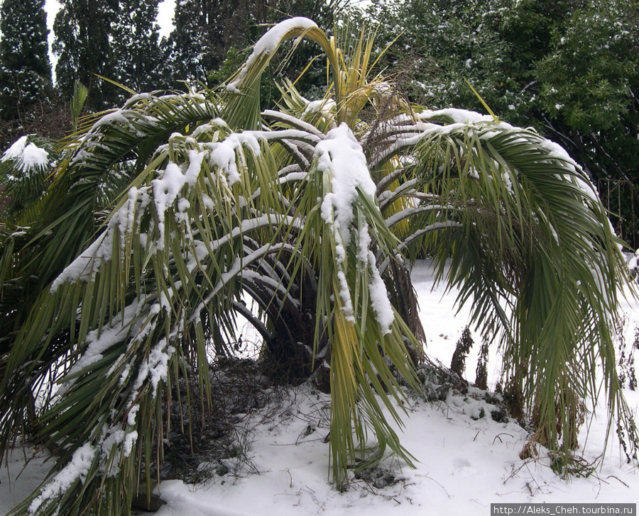 Финиковая пальма Никита, Россия