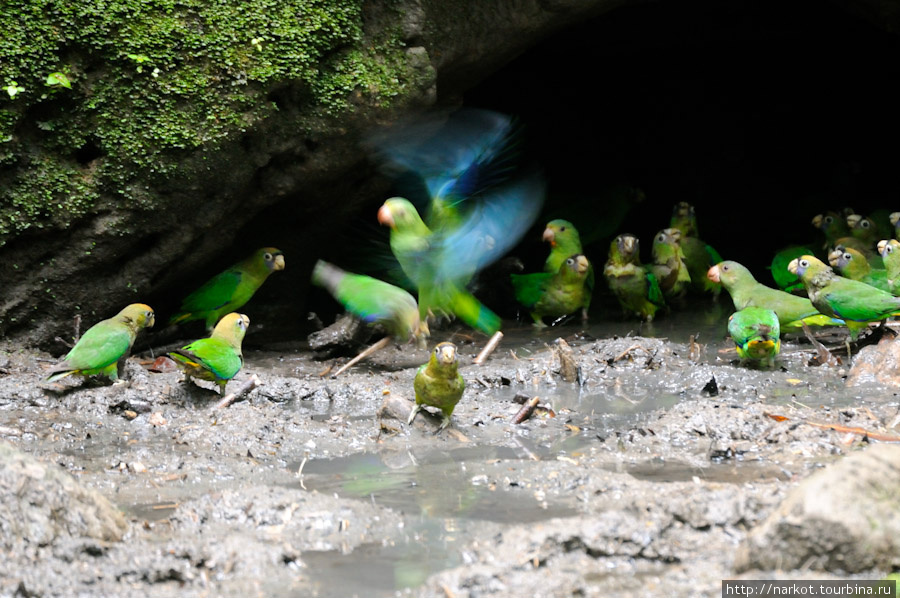попугаи едят почву, которая помогает им переваривать плоды. Тена, Эквадор