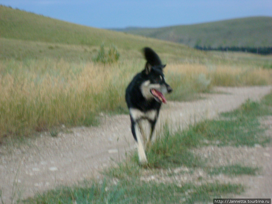 Степной пес Байкал (или просто Байк) Оренбургская область, Россия