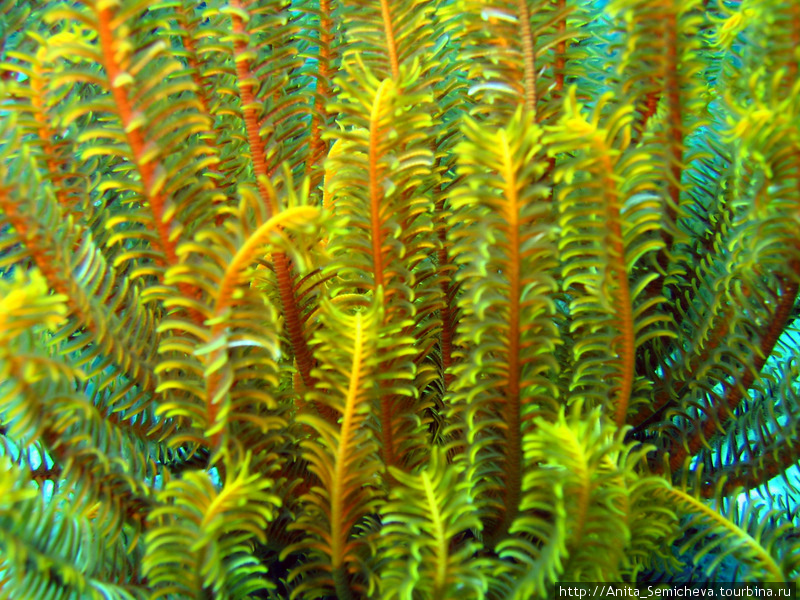 Андаманское море – мир кораллов и экзотических рыб Таиланд