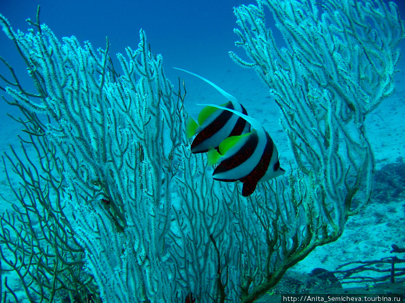 Андаманское море – мир кораллов и экзотических рыб Таиланд