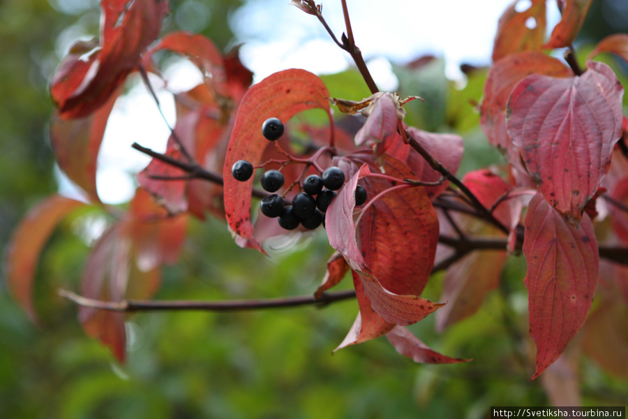 Черноплодная рябина в октябре. Рица Реликтовый Национальный Парк, Абхазия