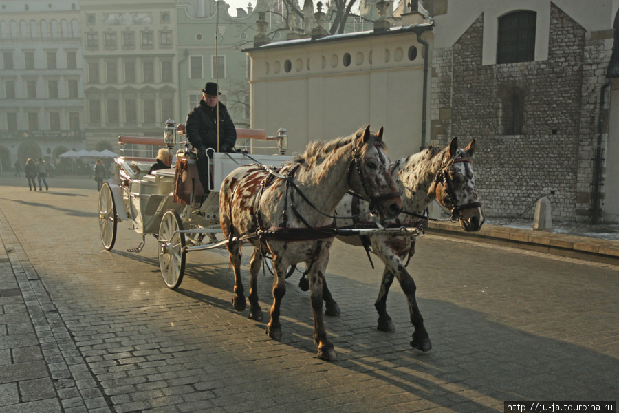 Лошадки Краков, Польша