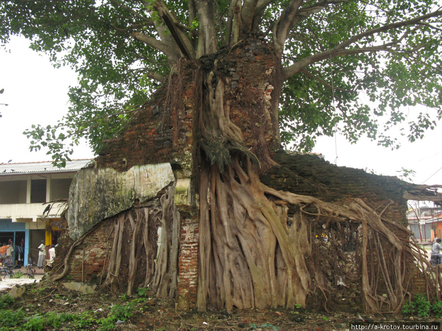 Деревья Джафна, Шри-Ланка