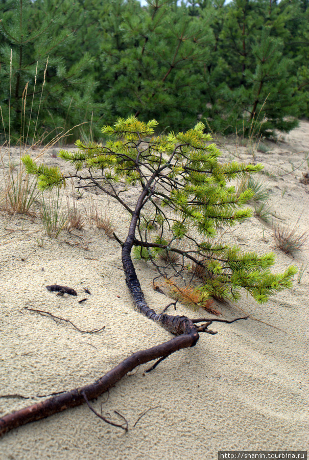 Ветка на песке Куршская Коса Национальный Парк, Россия
