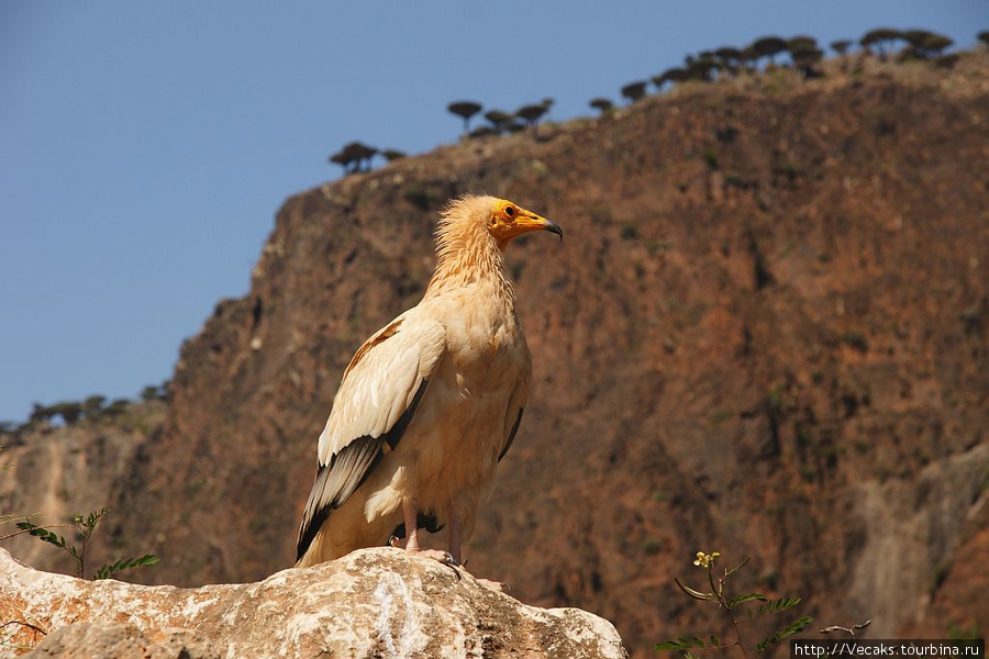 Остров Сокотра Остров Сокотра, Йемен