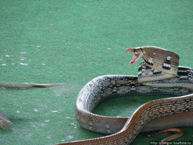 Парк камней, змей и крокодилов Паттайя, Таиланд
