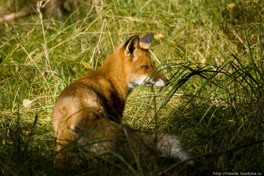 Куршская коса — заповедник, здесь запросто можно встретить лисёнка, оленёнка и другую живность