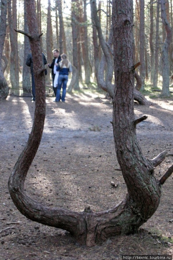 Ну и знаменитый «танцующий» лес Куршская Коса Национальный Парк, Россия