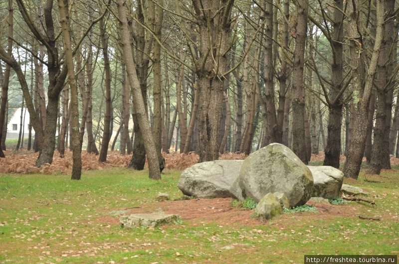 Кроме открытых пространств, камни то тут, то там возникают среди леса. Какой великан ими ворочал?..