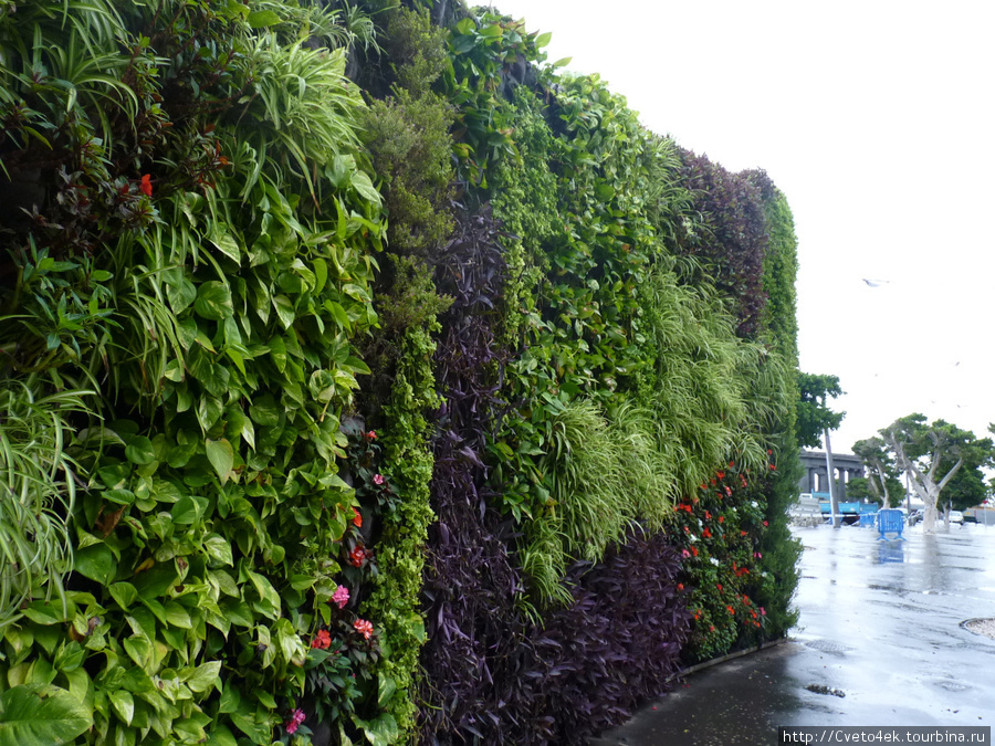 Санта-Крус-столица Тенерифе-прогулка под дождём.