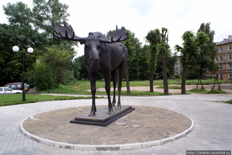 Лось в Советске Советск, Россия