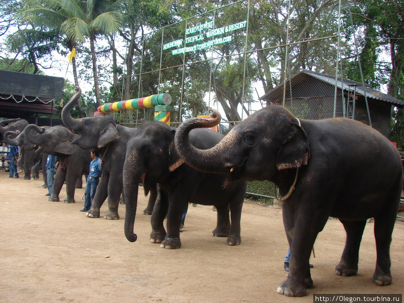 Слоновья ферма Чон-Бури, Таиланд