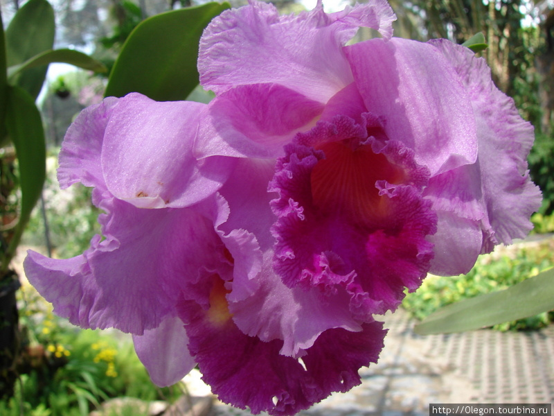 Орхидея Чон-Бури, Таиланд