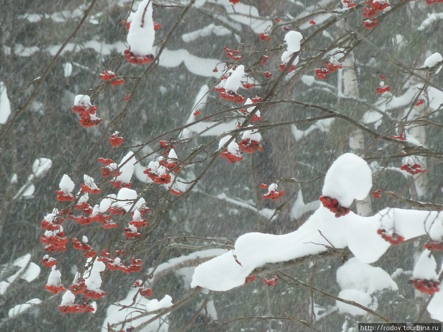 Снежные ягоды Костромская область, Россия